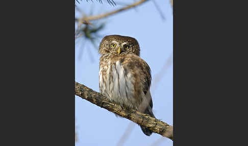 Sperlingskauz (Glaucidium passerinum)