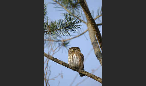 Sperlingskauz (Glaucidium passerinum)