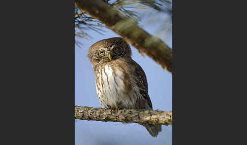 Sperlingskauz (Glaucidium passerinum)