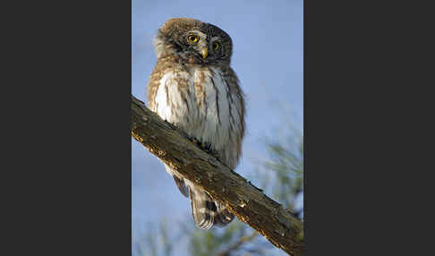 Sperlingskauz (Glaucidium passerinum)