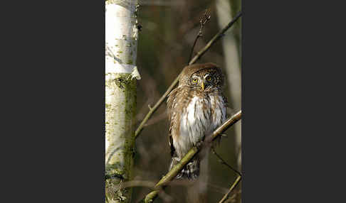 Sperlingskauz (Glaucidium passerinum)