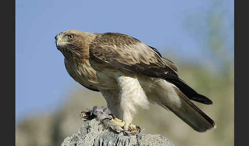 Zwergadler (Aquila pennata)