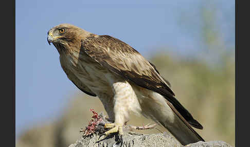 Zwergadler (Aquila pennata)