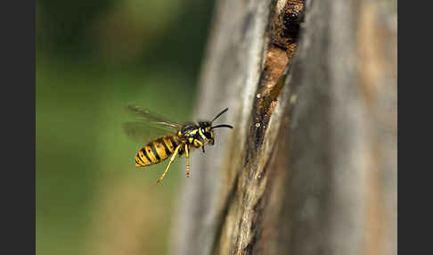 Deutsche Wespe (Vespula  germanica)