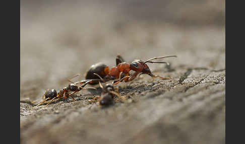 Rote Waldameise (Formica rufa)