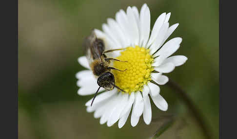 Sandbiene spec. (Andrena helvola)