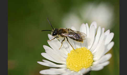 Sandbiene spec. (Andrena helvola)