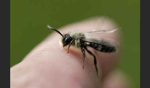 Sandbiene spec.1 (Andrena praecox)