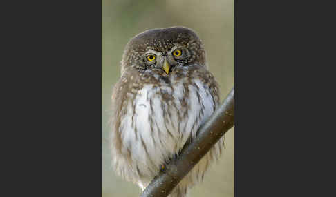 Sperlingskauz (Glaucidium passerinum)