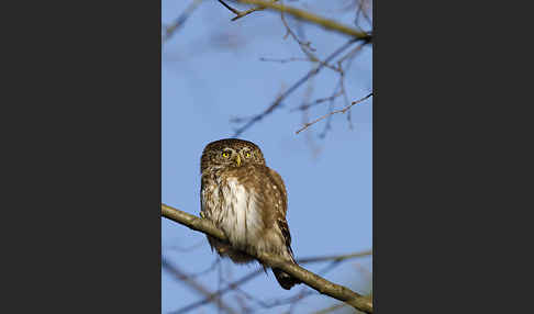 Sperlingskauz (Glaucidium passerinum)