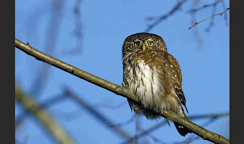 Sperlingskauz (Glaucidium passerinum)