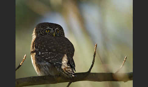 Sperlingskauz (Glaucidium passerinum)