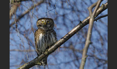 Sperlingskauz (Glaucidium passerinum)