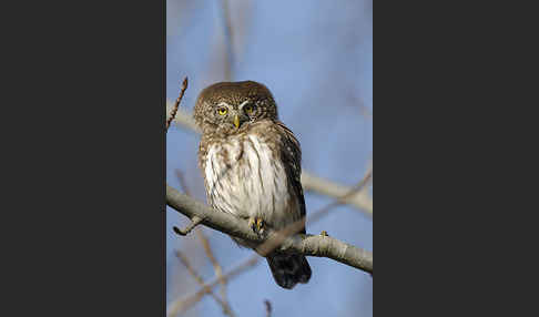 Sperlingskauz (Glaucidium passerinum)