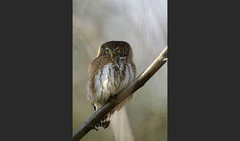 Sperlingskauz (Glaucidium passerinum)