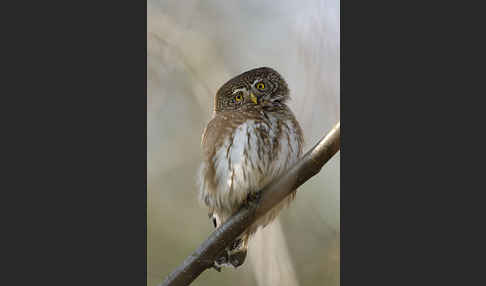 Sperlingskauz (Glaucidium passerinum)