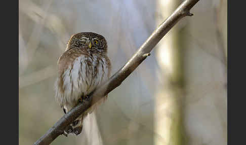 Sperlingskauz (Glaucidium passerinum)