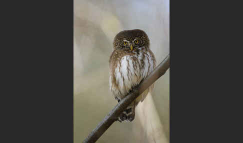 Sperlingskauz (Glaucidium passerinum)