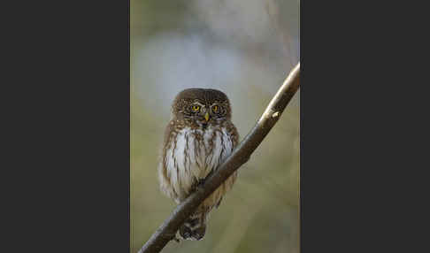 Sperlingskauz (Glaucidium passerinum)