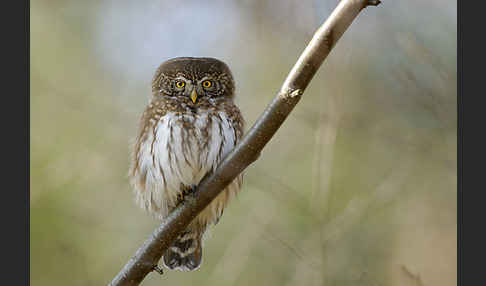 Sperlingskauz (Glaucidium passerinum)