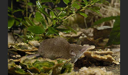 Hausspitzmaus (Crocidura russula)