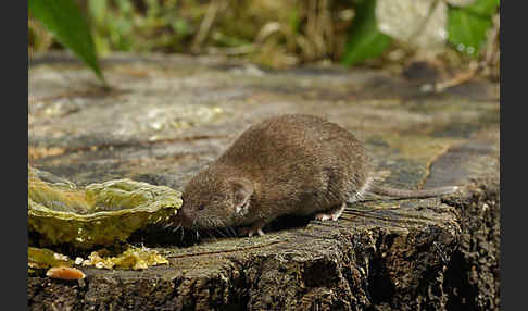 Hausspitzmaus (Crocidura russula)