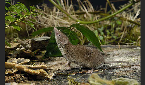 Hausspitzmaus (Crocidura russula)