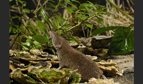 Hausspitzmaus (Crocidura russula)