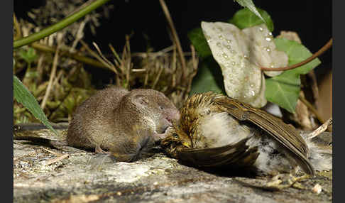 Hausspitzmaus (Crocidura russula)