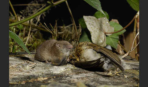 Hausspitzmaus (Crocidura russula)