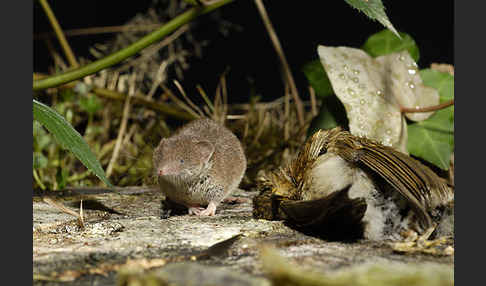 Hausspitzmaus (Crocidura russula)