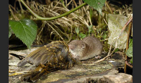 Hausspitzmaus (Crocidura russula)