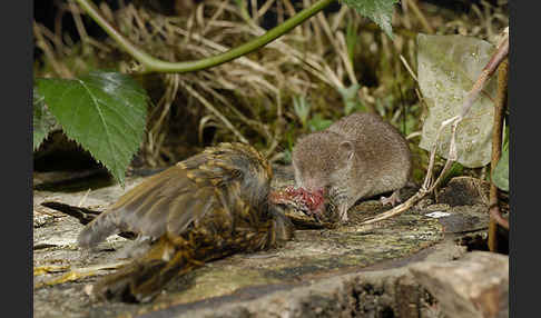 Hausspitzmaus (Crocidura russula)