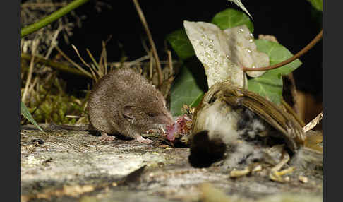 Hausspitzmaus (Crocidura russula)