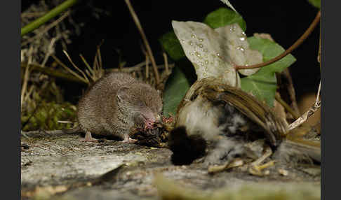 Hausspitzmaus (Crocidura russula)