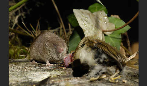 Hausspitzmaus (Crocidura russula)