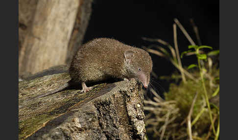 Hausspitzmaus (Crocidura russula)