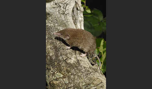 Hausspitzmaus (Crocidura russula)