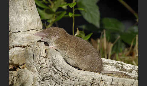 Hausspitzmaus (Crocidura russula)