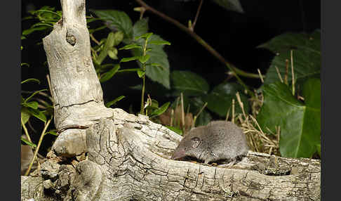 Hausspitzmaus (Crocidura russula)