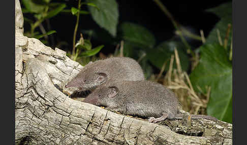 Hausspitzmaus (Crocidura russula)