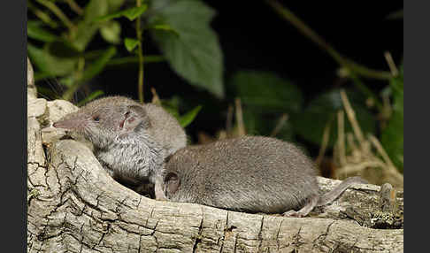 Hausspitzmaus (Crocidura russula)