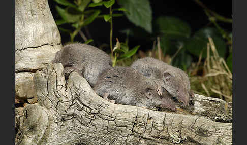 Hausspitzmaus (Crocidura russula)