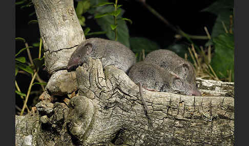 Hausspitzmaus (Crocidura russula)