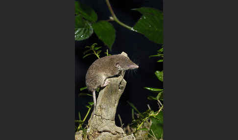 Hausspitzmaus (Crocidura russula)