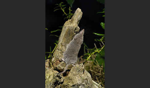 Hausspitzmaus (Crocidura russula)