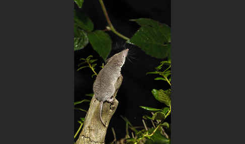 Hausspitzmaus (Crocidura russula)