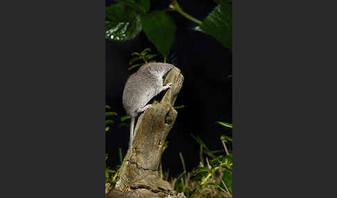 Hausspitzmaus (Crocidura russula)