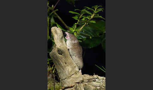 Hausspitzmaus (Crocidura russula)