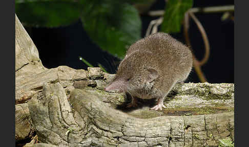 Hausspitzmaus (Crocidura russula)